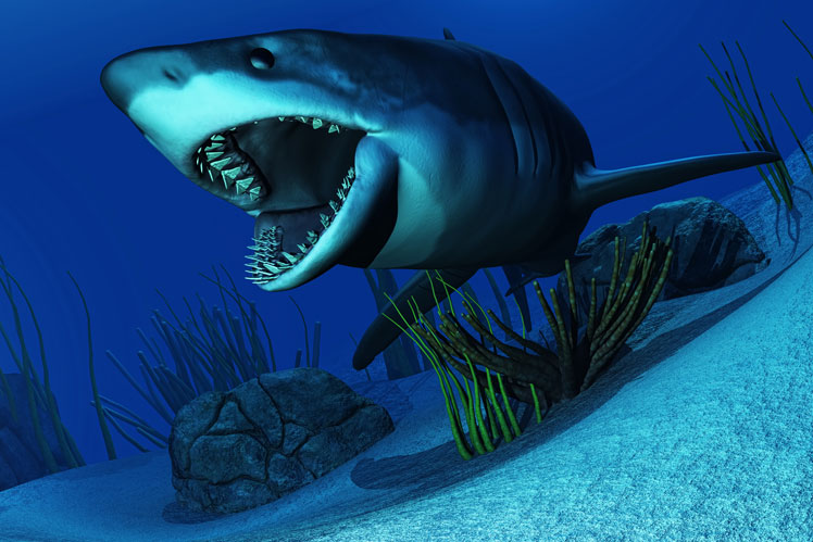 Какая основная скорость акулы?