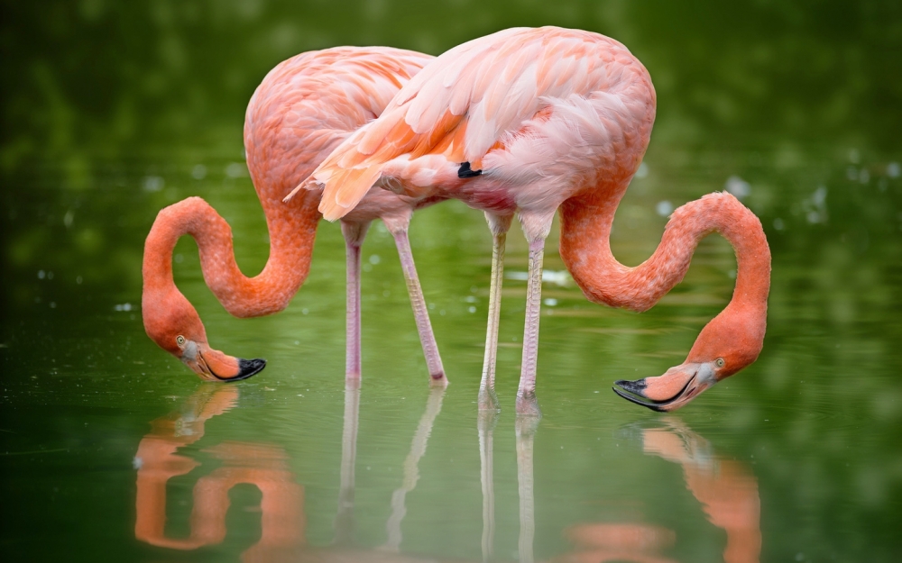 Фламинго безопаснее оказаться в зоопарке, чем отбиться от стаи и остаться на свободе.