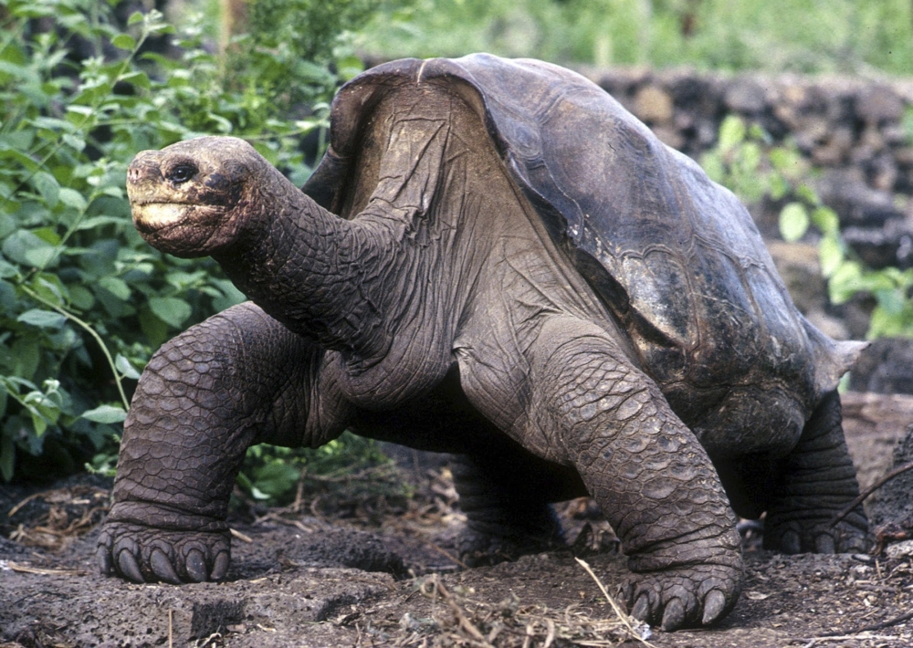 Этот вид черепахи вымер совсем недавно, в 2012 году.