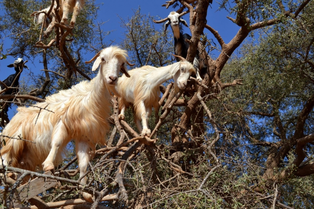 Марокко – единственная страна, где козы пасутся не на земле, а на деревьях.