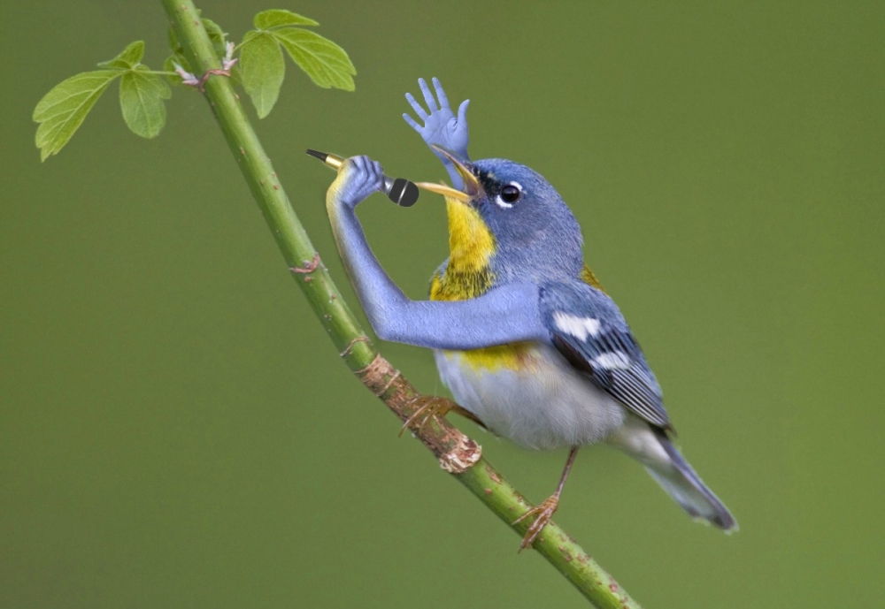 Почему птицы поют?