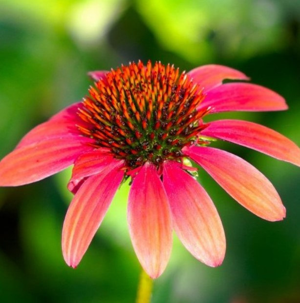 Это растение до появления антибиотиков активно применялось в традиционной медицине при ранениях и инфекциях.