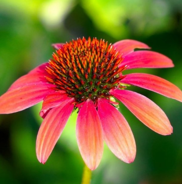 Это растение до появления антибиотиков активно применялось в традиционной медицине при ранениях и инфекциях.