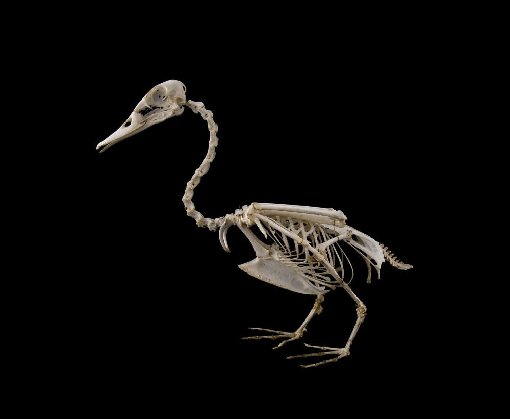 В скелете птиц цевка и пряжка - это сросшиеся кости