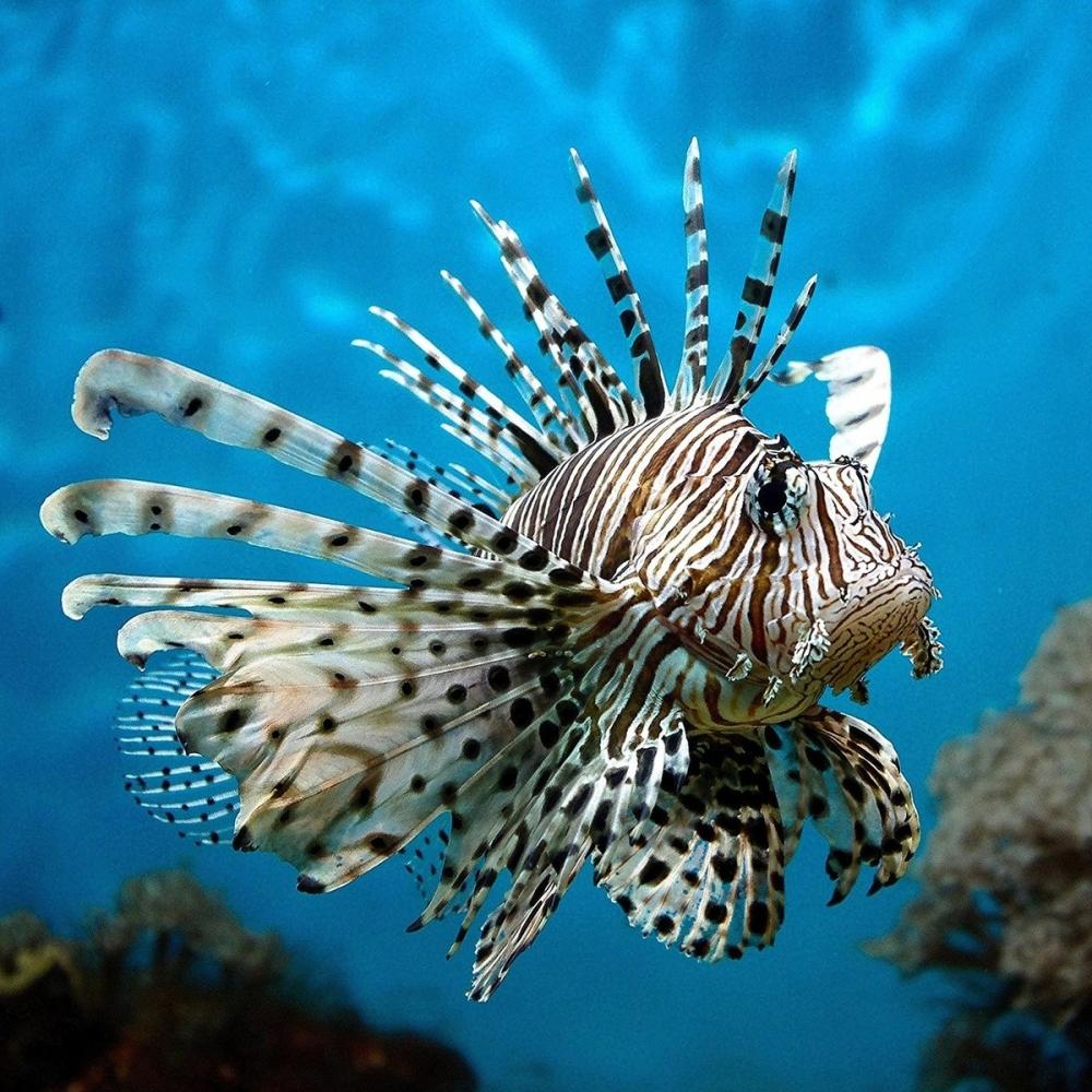  Эти рыбы живут в коралловых рифах, достигают веса 1 кг и питаются мелкой рыбешкой. Их шипы ядовиты, а укол ими очень болезнен и даже может привести к смерти.