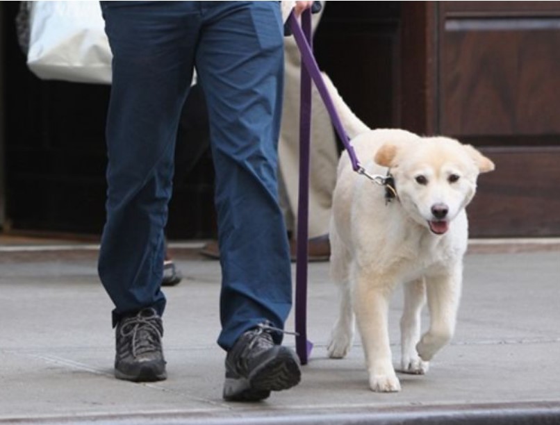 Это собака Шарлотта актера Брэдли Купера. Она — метис. Каких двух пород?