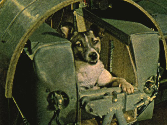 Как звали первую собаку,полетевшую в космос?