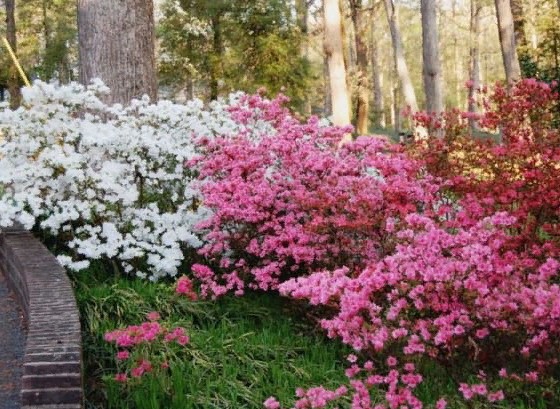 Как называется этот кустарник?