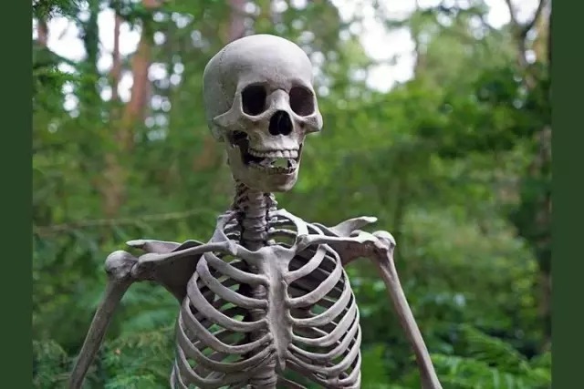 Из скольки позвонков состоит позвоночный столб человека?