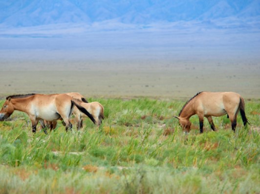 Какое из этих животных на данный момент считается вымершим?