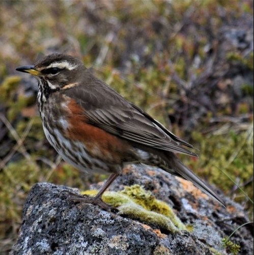  Эта птица — частый герой сказок разных народов и авторов. Как она называется?