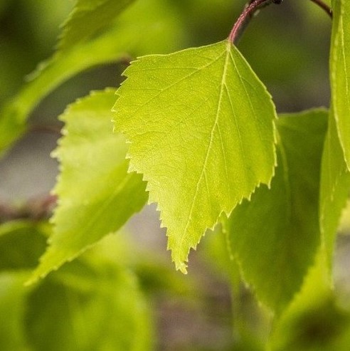 Русская народная песня об этом растении известна нам с раннего детства. Что это за растение?