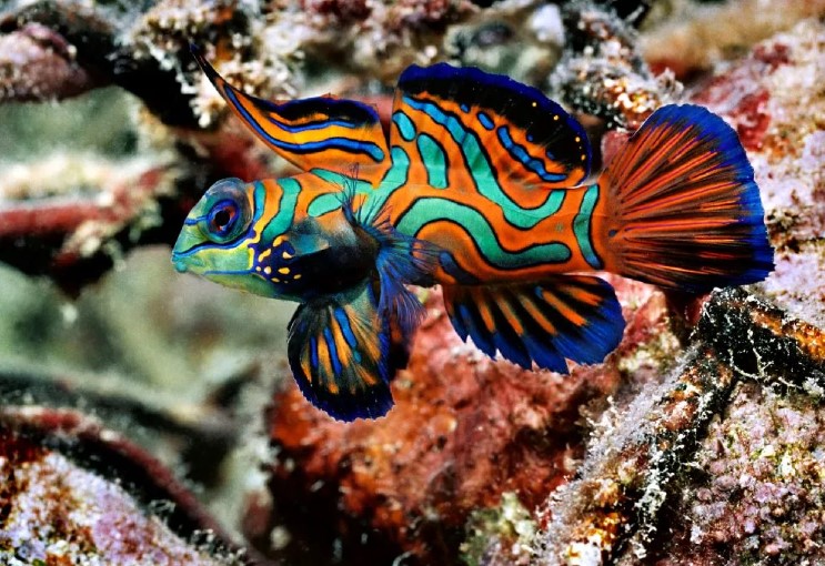 Какое из этих животных — не рыба?