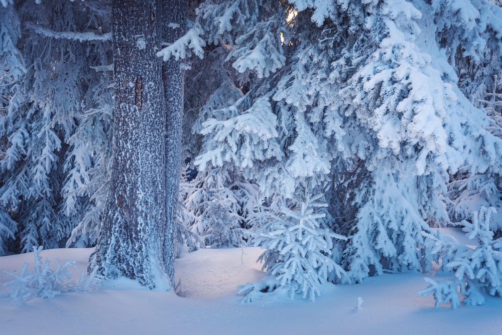 5.	Чародейкою Зимою Околдован, лес стоит — И под снежной бахромою, Неподвижною, немою, Чудной жизнью он блестит.