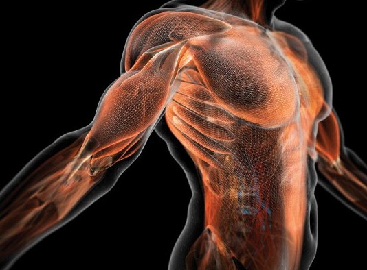 Какая наука изучает строение и развитие мышц?