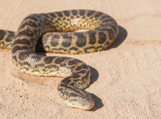 Какое насекомое считалось священным и стало одним из самых знаменитых символов Древнего Египта?