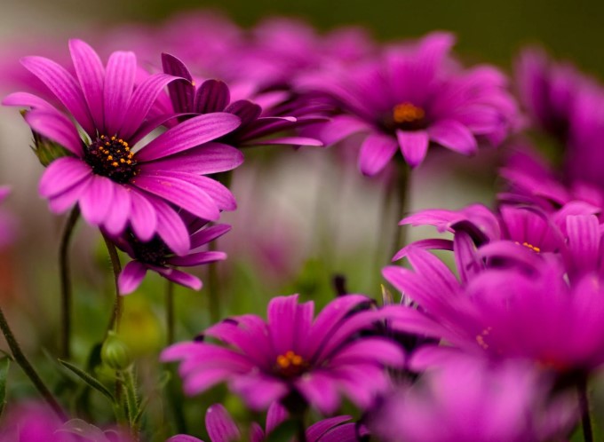 Какой цветок своим латинским названием обязан известному врачу, лечившему богов и людей от ран, полученных в сражениях?