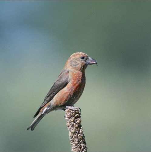 Эта необычная птица знаменита тем, что может выкармливать птенцов зимой, несмотря на снег и трескучие морозы. Знаете как она называется?