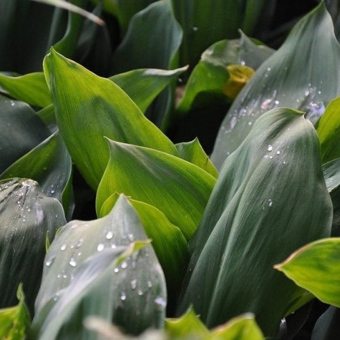 Это растение широко используется в медицине, несмотря на то, что все его части ядовиты и содержат конваллятоксин. Как оно называется?