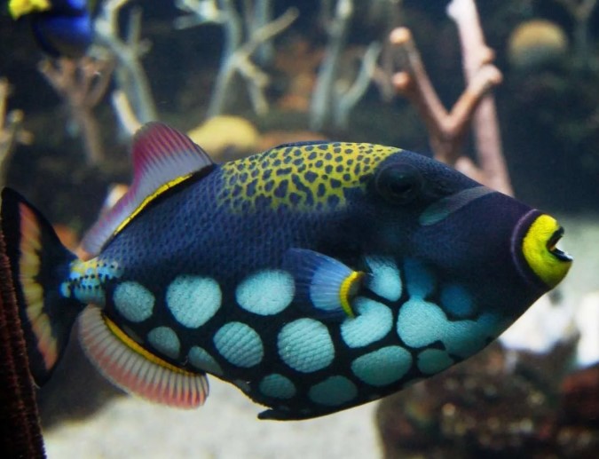  Существует ли золотая рыбка на самом деле?