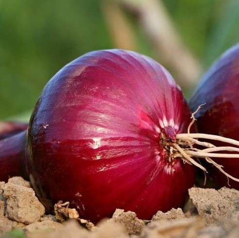 Каково ботанической название лука на латинском языке?