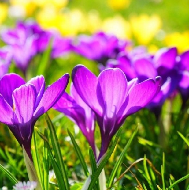 Высушенные рыльца этого цветка издавна используют как пряность. И в этом случае его привычное название — шафран.