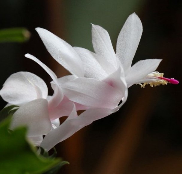 Это растение в простонародье называется декабристом, а ботаническое название оно получило в честь французского коллекционера кактусов.