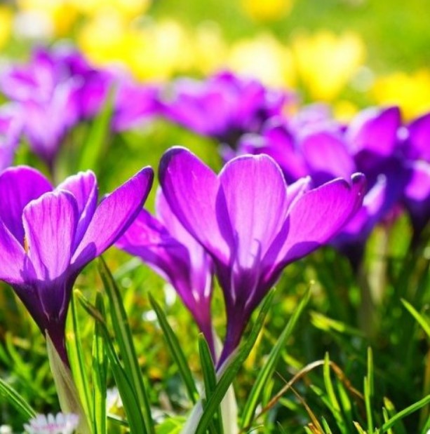 Высушенные рыльца этого цветка издавна используют как пряность. И в этом случае его привычное название — шафран.