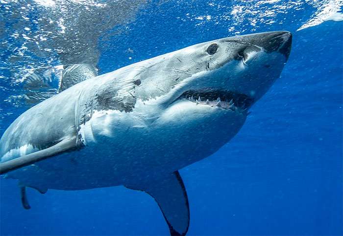 От чего зависит количество зубов акулы?