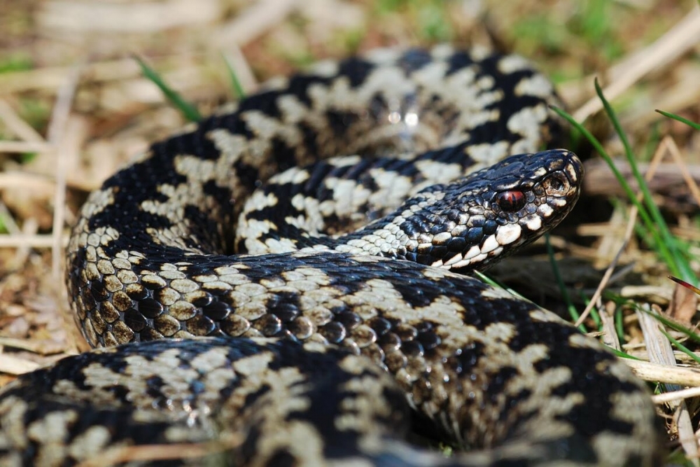   Это ядовитая змея ведёт оседлый образ жизни. Размеры их участка обитания редко превышают 60—100 метров.
