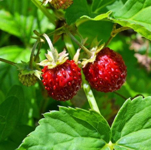 Это растение получило свое русское название за близость своих ягод к земле.