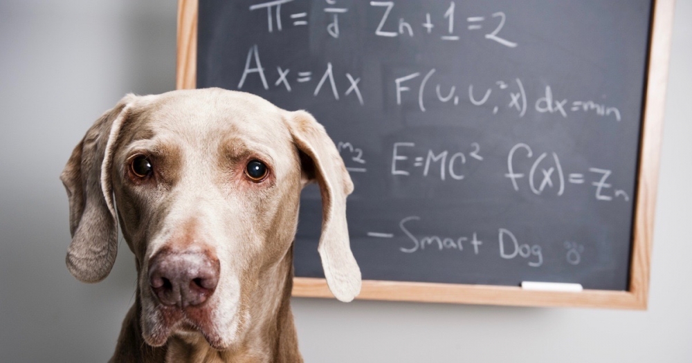 Интеллект собаки соответствует возрасту: