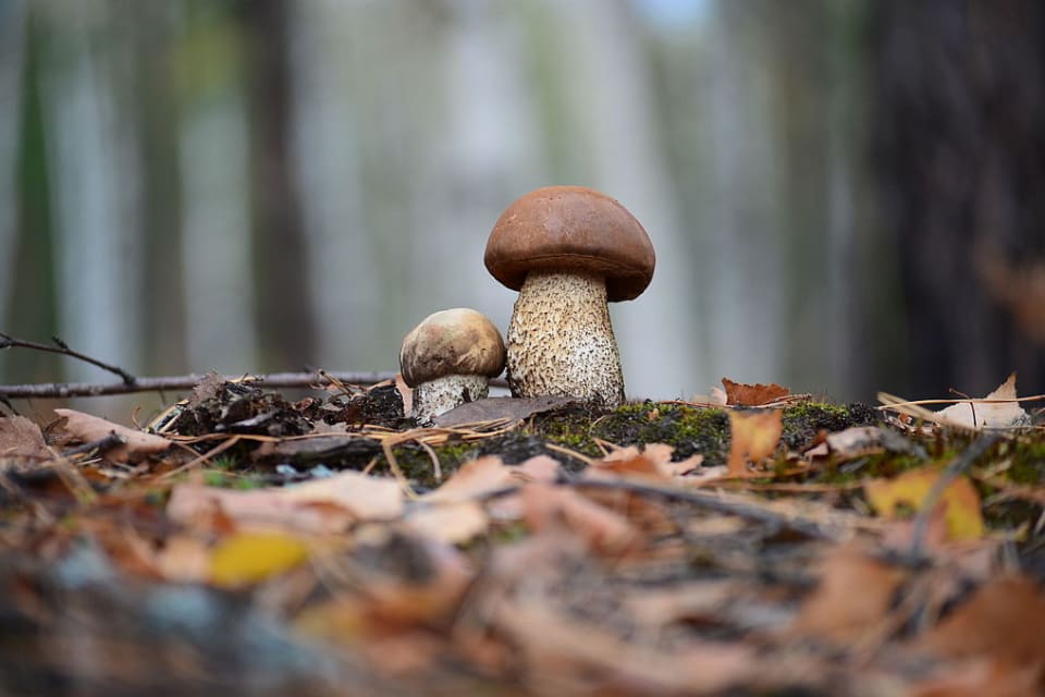 Что это за грибы?