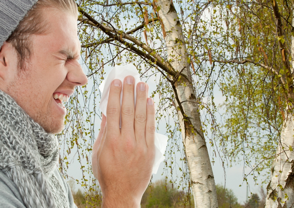 Как вы думаете, если у человека аллергия на пыльцу березы, какой алкогольный напиток может вызвать перекрестную реакцию?