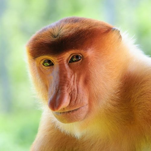  Этот симпатичный носатый примат обитает исключительно на острове Калимантан. Носач — одно из его названий, а другое — ...