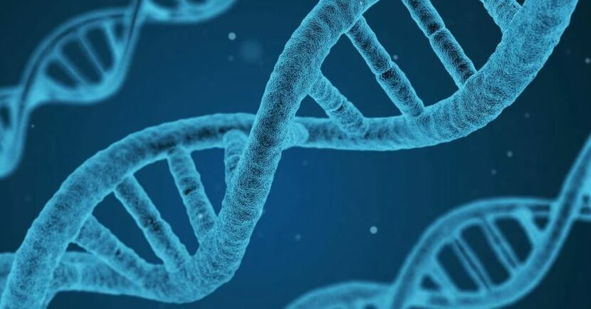 Сколько хромосом в геноме человека?