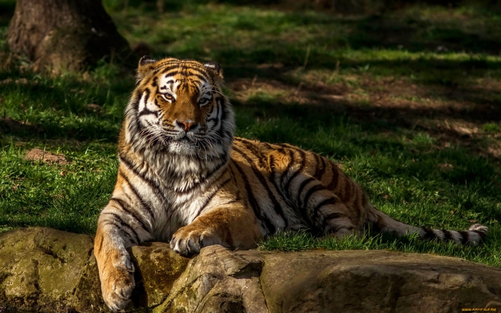 Тигр — один из представителей рода пантера. А сколько их всего?