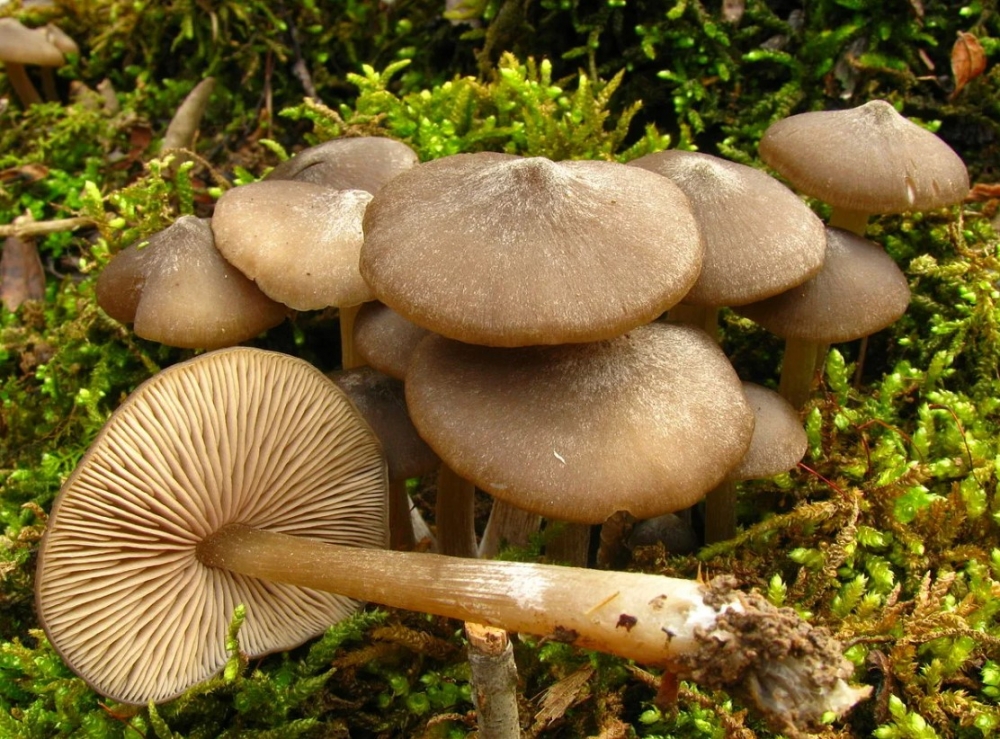 Этот гриб, растущий одиноко или группами, встречающийся с апреля по июнь ядовит и в пищу не годится.