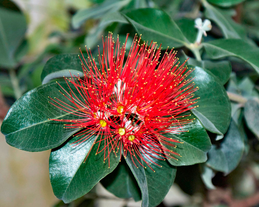  В дикой природе это красивое растение можно встретить в Новой Каледонии, Новой Зеландии, на Гавайях и небольших островах Тихого океана. В комнатных условиях выращивать его довольно легко, но оно очень любит солнышко.
