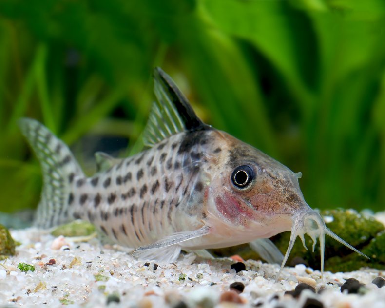 Эта очень популярная аквариумная рыба еще известна под названием коридорас