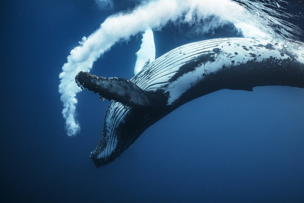 Какой кит в наше время является вторым по величине животным на Земле?