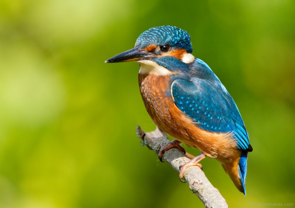 Самая красивая птица Удмуртии, имеющая сине-бирюзово-оранжевую окраску.