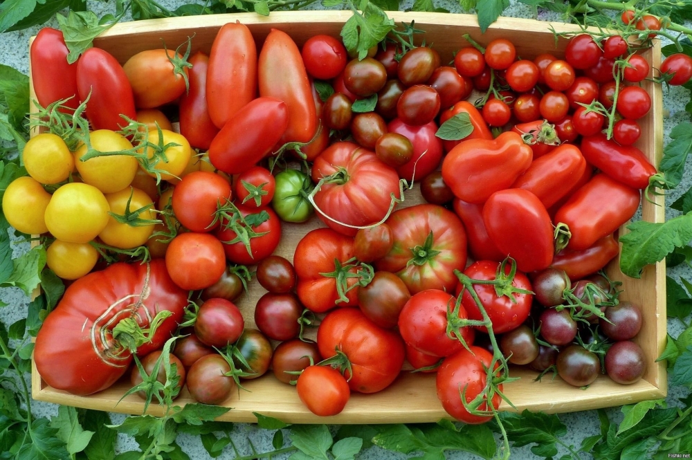   Какова примерная калорийность у спелых плодов томата?