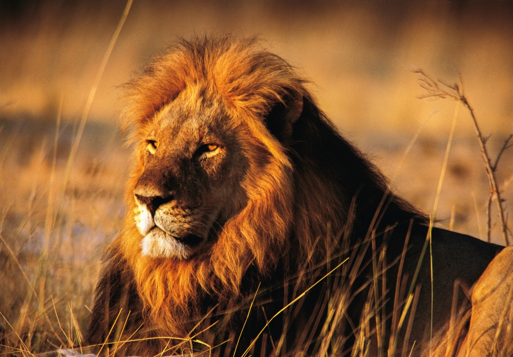 Как Вы думаете каков срок жизни льва?