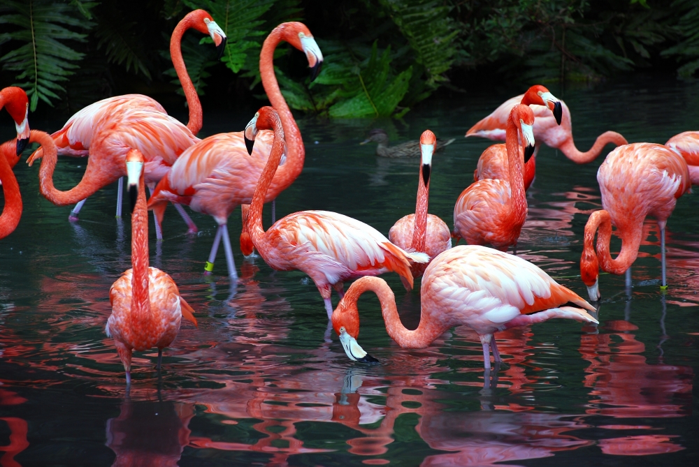 На каком году жизни фламинго приобретают розовый окрас?
