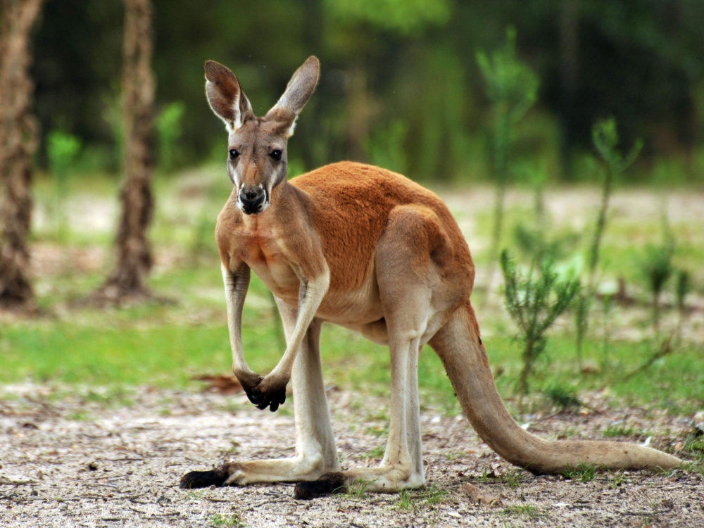 Только одно из этих животных Австралии не вымерло: