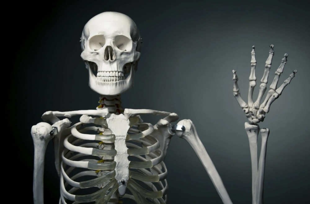 Как называется самая длинная кость в человеческом теле?