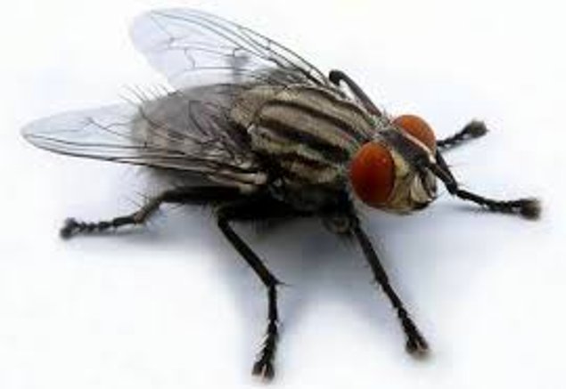 Сколько глаз у обыкновенной мухи?