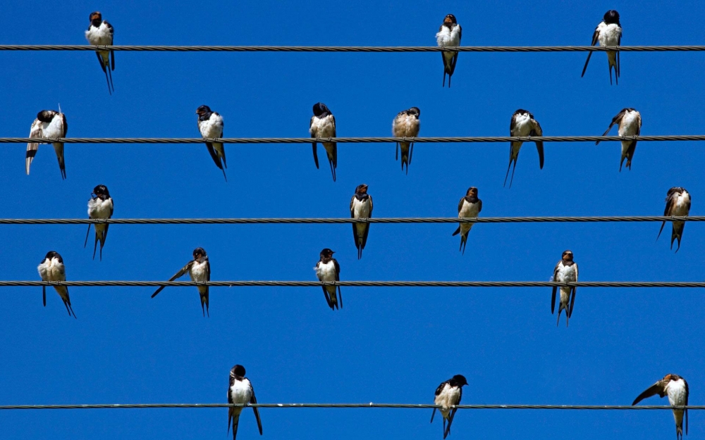 Почему ток не бьет птиц, которые сидят на высоковольтных проводах?