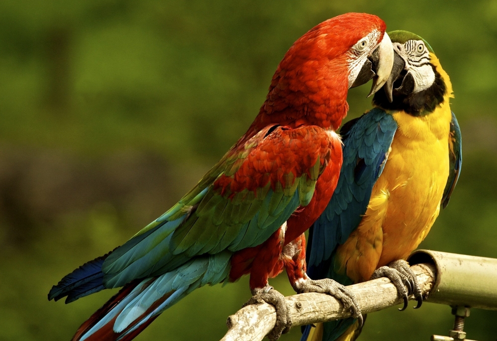   Попугаи ара очень яркие. Какого цвета бывают их перья?